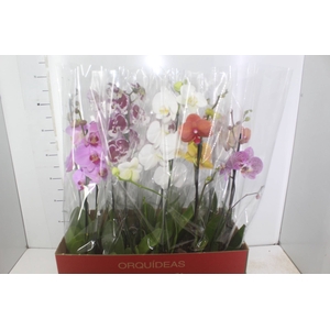 PHALAENOPSIS MIX P12