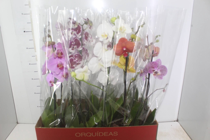 <h4>PHALAENOPSIS MIX P12</h4>