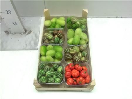 <h4>F-cucumis Mix Solanum</h4>