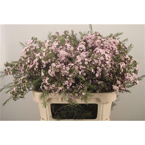 Chamelaucium Dancing Queen