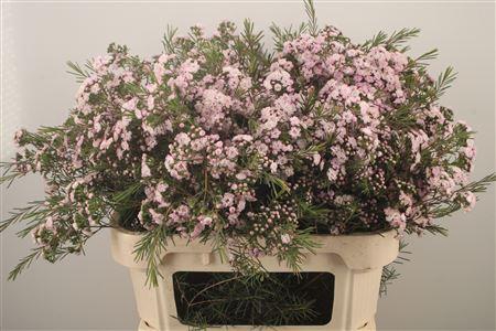 <h4>Chamelaucium Dancing Queen</h4>