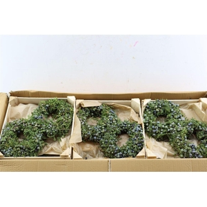 Wr Sierfruit Juniperus Blue 20cm