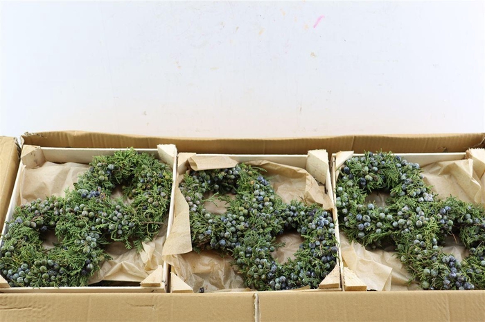 <h4>Wr Sierfruit Juniperus Blue 20cm</h4>