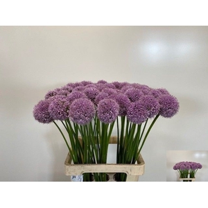 ALLIUM GROOTBLOEMIG