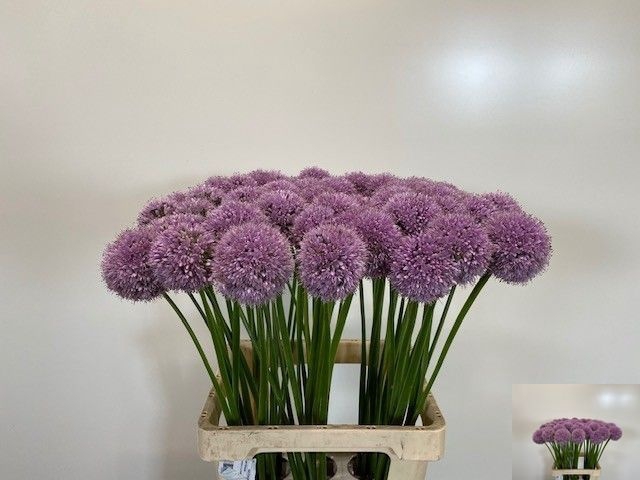 <h4>ALLIUM GROOTBLOEMIG</h4>
