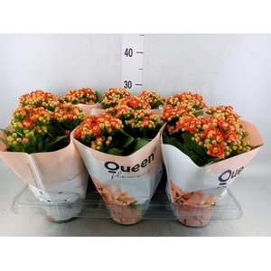 Kalanchoe  'MoreFlow Geneva'