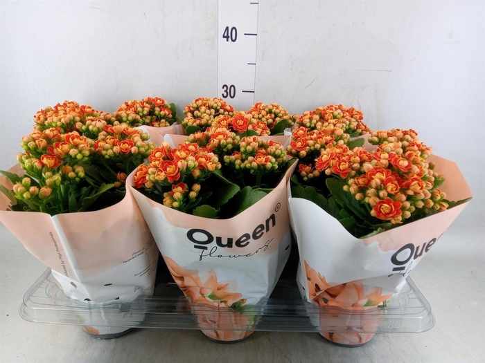 <h4>Kalanchoe  'MoreFlow Geneva'</h4>