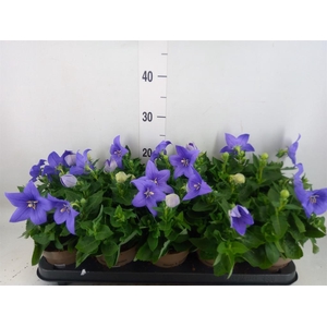 Platycodon grand. 'Astra Blue'