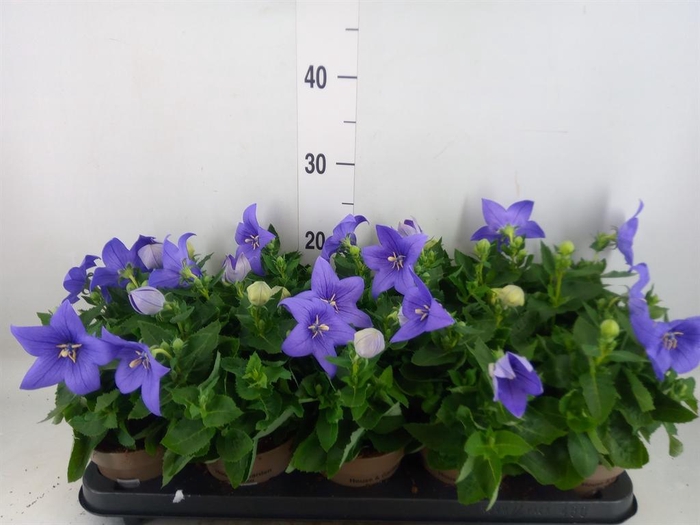 <h4>Platycodon grand. 'Astra Blue'</h4>