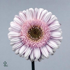 Kalanchoë 12 cm 5 color mix without sleeve