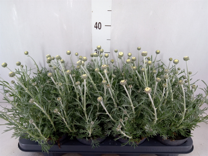 <h4>Rhodanthemum  'Casablanca'</h4>