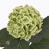 Hydrangea royal princess (classic)