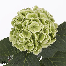 Hydrangea royal princess (classic)