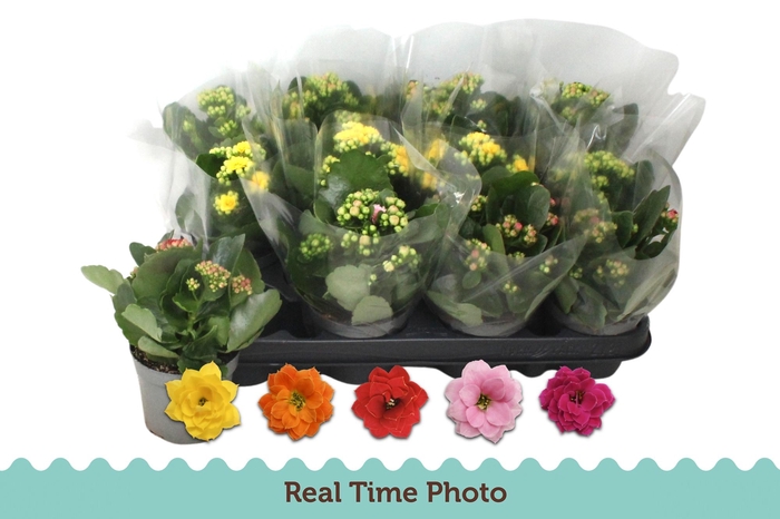 <h4>KAL GE GEM 5 KL</h4>