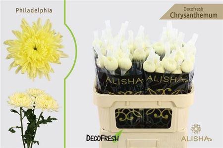 <h4>Chr G Philadelphia</h4>