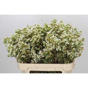 Chamelaucium Dawn Pearl