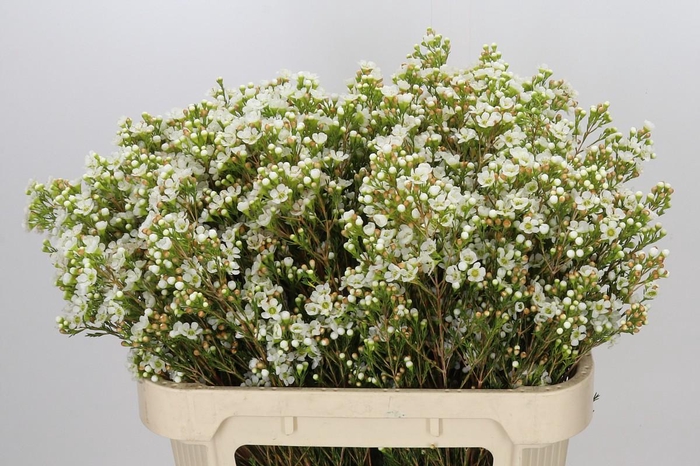 <h4>Chamelaucium Dawn Pearl</h4>