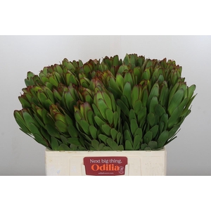 Leucadendron Goldstrike