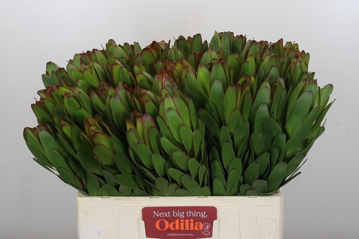 <h4>Leucadendron Goldstrike</h4>
