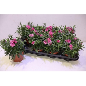 arr8 Dian Osc Purple Wing