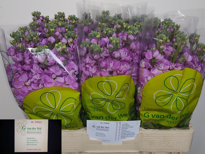 <h4>MATTH FEDORA</h4>