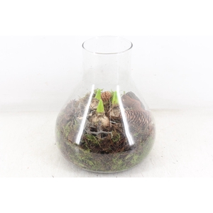 arr4 Hyacint MB - Glas paris 285/3