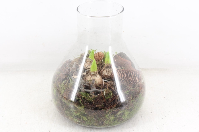 <h4>arr4 Hyacint MB - Glas paris 285/3</h4>