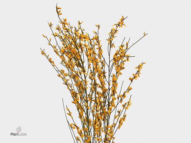 Ginster Lilac 200 Gram