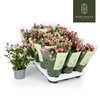 Rosa Kordana 2-kleurig Caroussel, 2-kleurig roze - 4795