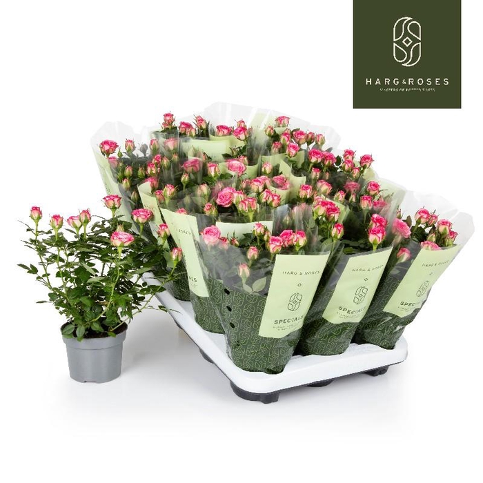 <h4>Rosa Kordana 2-kleurig Caroussel, 2-kleurig roze - 4795</h4>