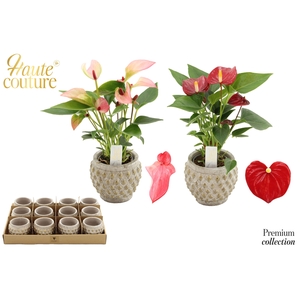 Anthurium 6 cm 2 color mix in Marrakesh ceramics