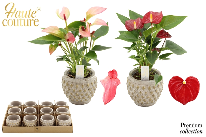 <h4>Anthurium 6 cm 2 color mix in Marrakesh ceramics</h4>
