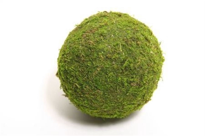 <h4>Deco Ball Asia Moss D20 X12</h4>