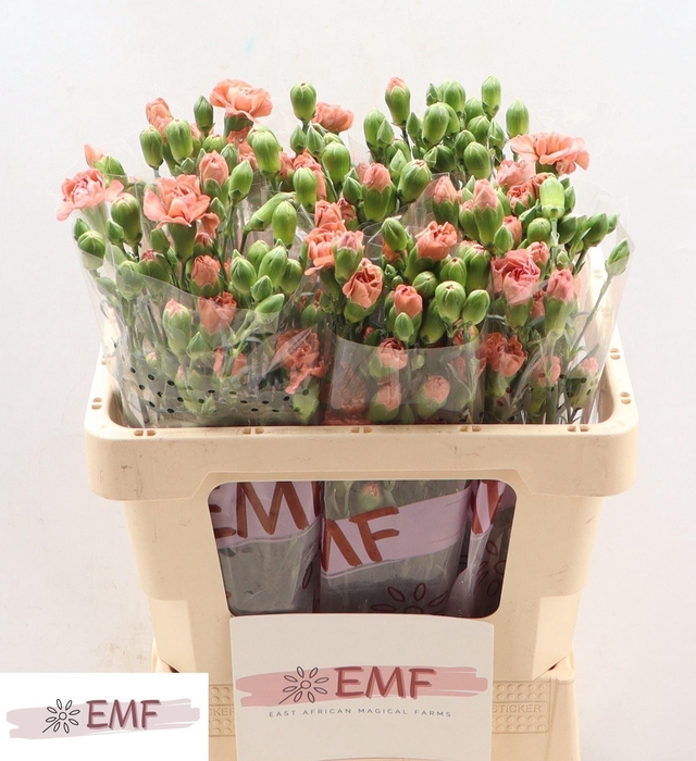 <h4>DI TR MISS INDIE</h4>