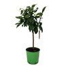 Citrus hystrix