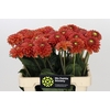 Dahlia Orange Fox