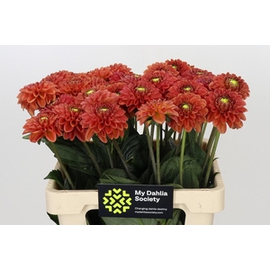 Dahlia Orange Fox