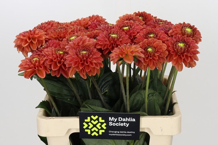 <h4>Dahlia Orange Fox</h4>