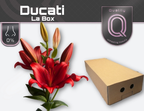 <h4>LI AS DUCATI LA BOX 5+</h4>