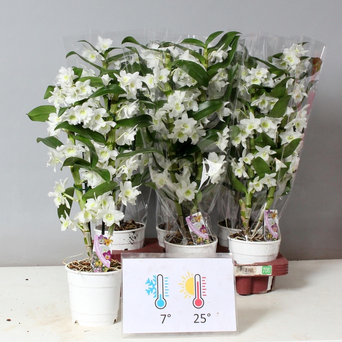 <h4>DEND NOBILE</h4>