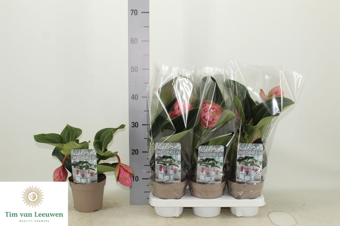 <h4>MEDIN CANDY</h4>