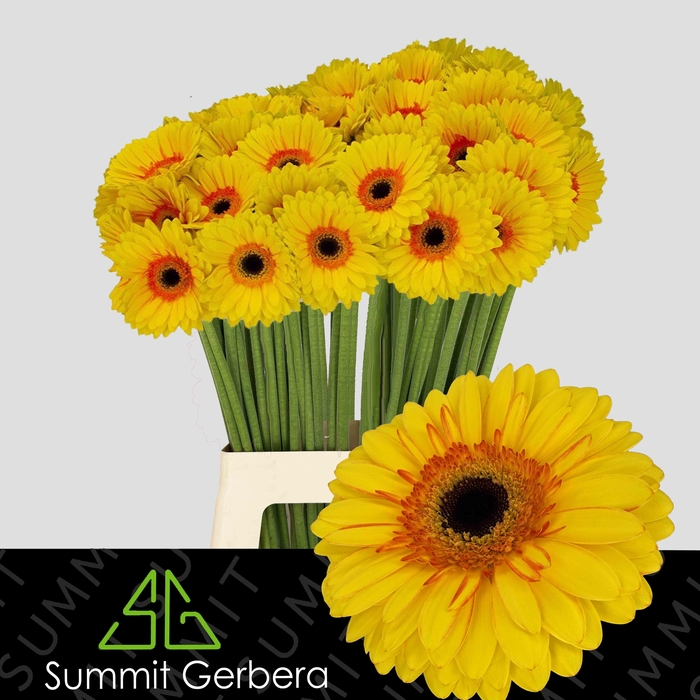 <h4>Gerbera Apollo Water x40 Lang</h4>