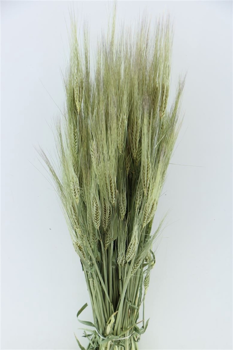 Dried Hordeum (gerst) Natural Bunch