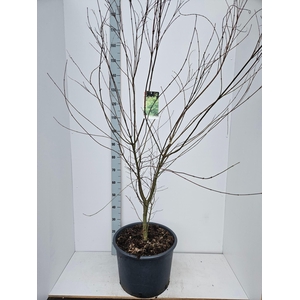 Acer palmatum Seiryu