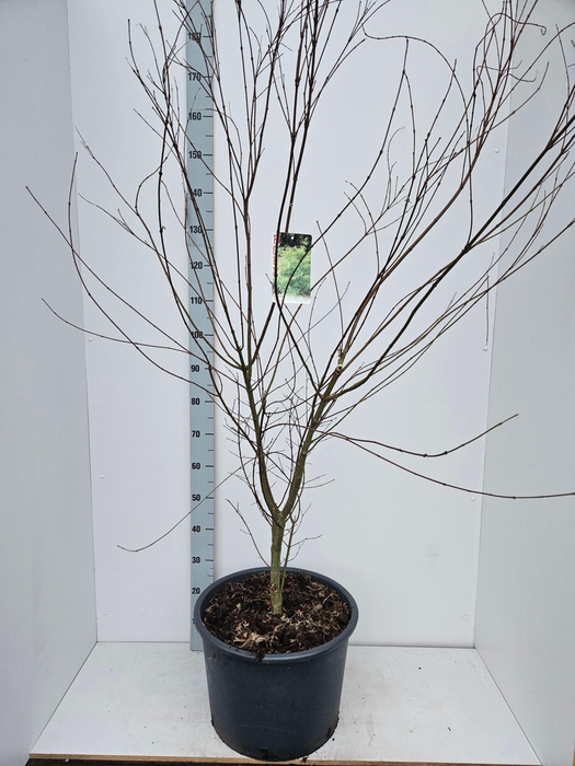 <h4>Acer palmatum Seiryu</h4>