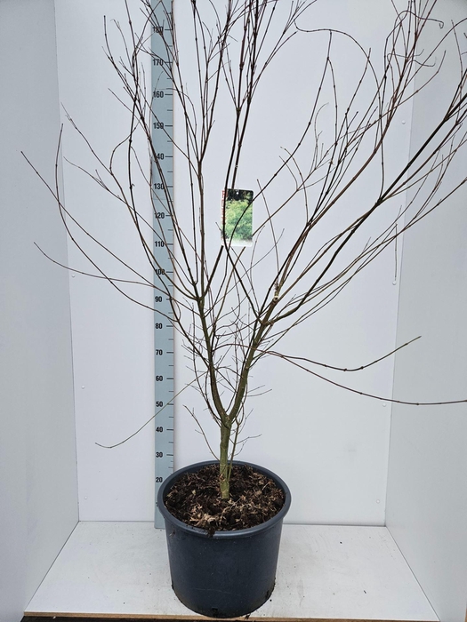 Acer palmatum Seiryu