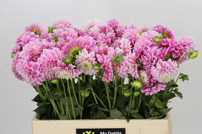 <h4>Dahlia Marshmallow Baby</h4>