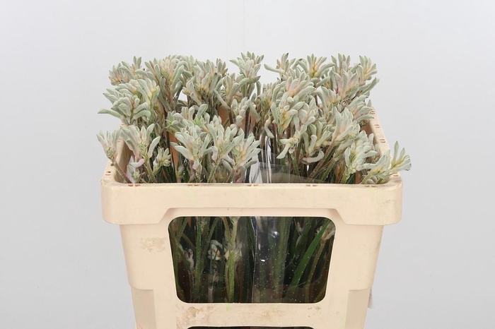 <h4>Anigoz Bush Diamond</h4>