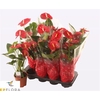 Anthu A Jambo Red 5 Bloemen+