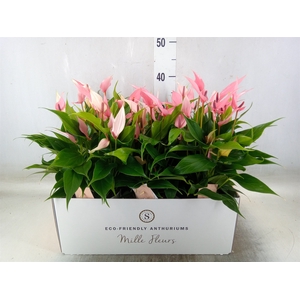 Anthurium andr. 'Lilli'